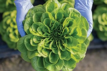 The $280 Million Question Boards Should Be Asking About Food Safety Featured Image