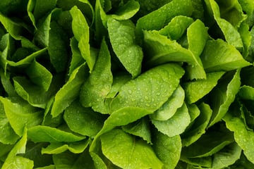 Consumer Reports Finds Listeria Following Leafy Green Tests; FDA to Review the Publication’s Data Featured Image