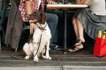 Ensure Food Safety & Build Customer Loyalty in Dog-friendly Restaurants Featured Image