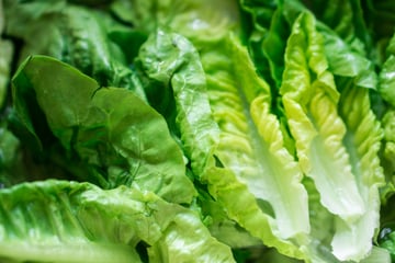 In Wake of Romaine Lettuce Recall, FoodLogiQ Shares Thoughts on the Importance of Supply Chain Management and Food Traceability Featured Image